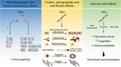 Cost-Effective, Safe, and Personalized Cell Therapy for Critical Limb Ischemia in Type 2 Diabetes Mellitus